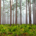 The Impact of Military Presence on Politics in Northwest Florida