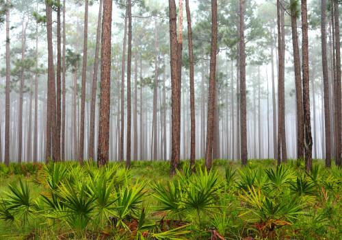The Impact of Military Presence on Politics in Northwest Florida